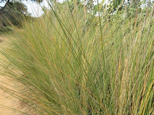 Miscanthus junceus Broom grass